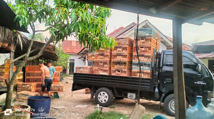 Penjualan Anjlok, Pedagang Ayam Potong di Singkil Terancam Merugi