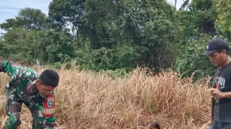 Petani Subulussalam Optimalikan Lahan Kering untuk Komoditas Semangka Unggul