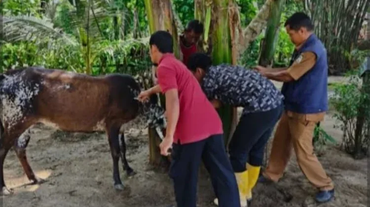Dinas Peternakan Aceh Singkil Cek Kesehatan Hewan Kurban, Pastikan Bebas dari PMK