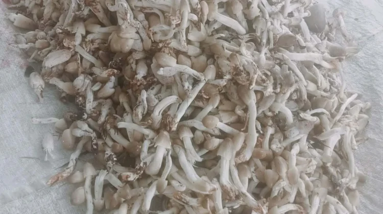 Ketika Jamur Liar Jadi Cuan