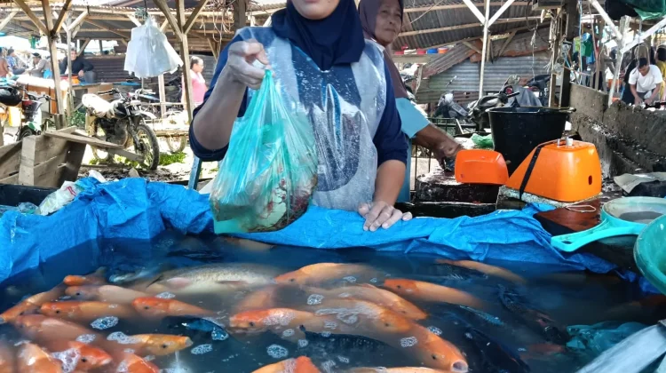 Segini Harga Ikan Air Tawar di Singkil