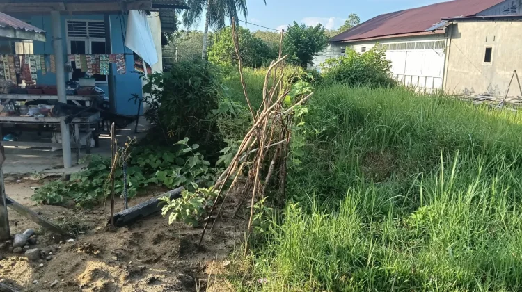 Harga Sayur Mahal, IRT di Singkil Sulap Lahan Jadi Dapur Hidup
