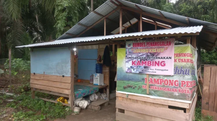 Bumdes Penanggalan Subulussalam Pasok Kambing Sehat jelang Kurban