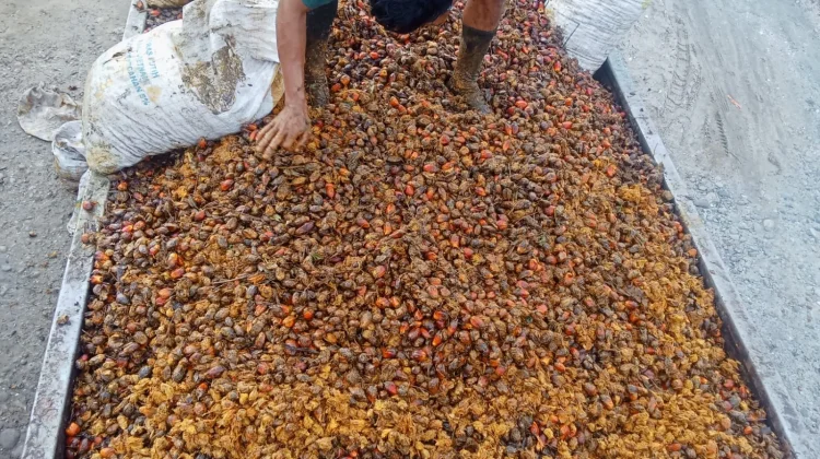 Harga Berondolan Sawit di Singkil Naik Rp3.400 Perkilogram
