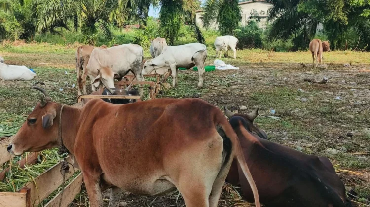 Sapi Kurban di Subulussalam Dipastikan Terjamin Kesehatannya