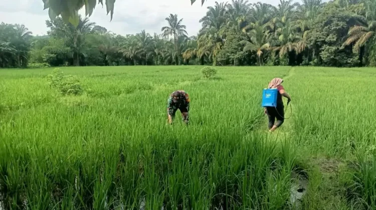 Petani di Subulussalam Gandeng Babinsa Basmi Hama Padi
