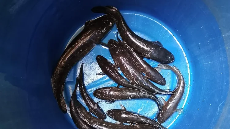 Populasi Gabus Melimpah, Pemancing di Singkil Ketiban Rezeki