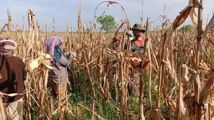 Dorong Ketahanan Pangan, Petani Simpang Kiri Genjot Produksi Jagung