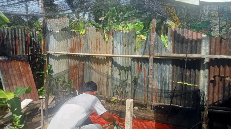 Manfaatkan Lahan Kosong, Pemuda Singkil Raup Rp3 Juta dari Ternak Lele