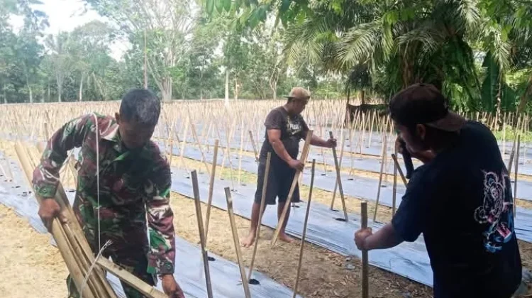 TNI terus Dampingi Petani dalam mendukung Ketahanan pangan