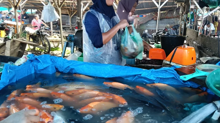Ini Harga Ikan Air Tawar di Singkil