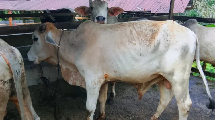 Ratusan Ternak Kurban Siap Penuhi Kebutuhan Warga Subulussalam