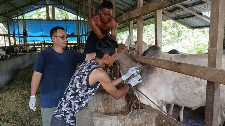 Pemerintah Jamin Kesehatan Hewan Kurban di Subulussalam