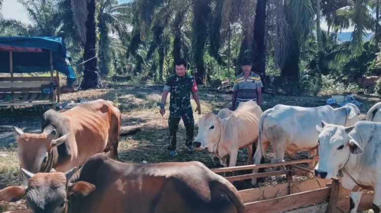 Memilih Hewan Kurban Sesuai Ketentuan Islam