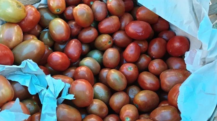 Harga Tomat di Aceh Singkil Melonjak Rp25 Ribu Per Kilogram