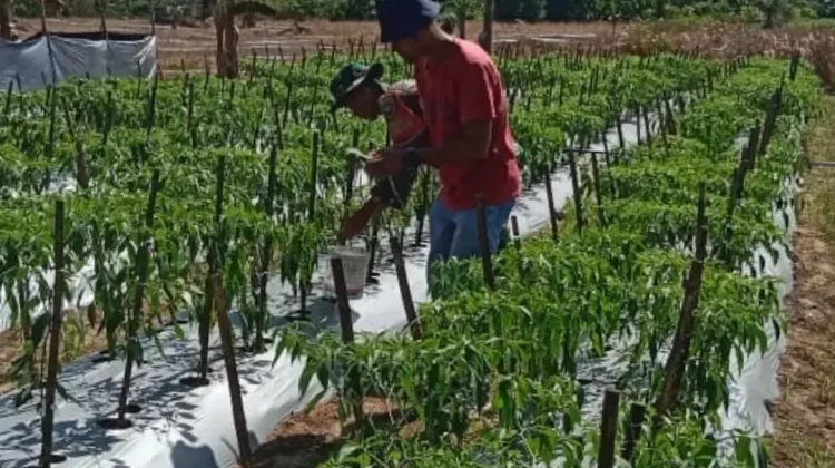 Genjot Ketahanan Pangan Desa, TNI Dampingi Perawatan Lahan Cabai di Subulussalam