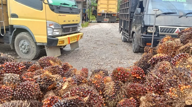 Harga Sawit di Singkil Merosot Rp 2.500 Perkilogram