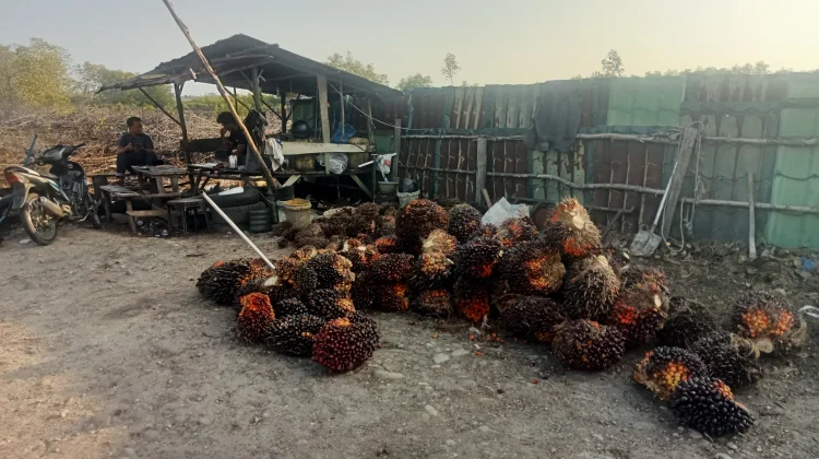 Harga TBS Sawit Terjun Bebas, Rp1.850 perkilogram