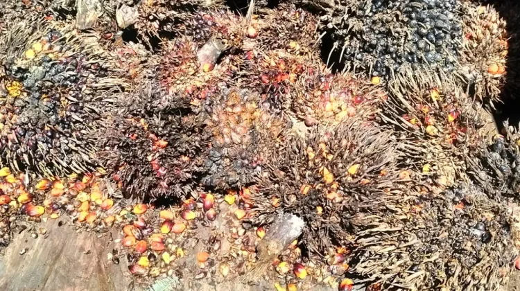 CPO Anjlok, Harga Kelapa Sawit Terjun Bebas di Aceh Singkil