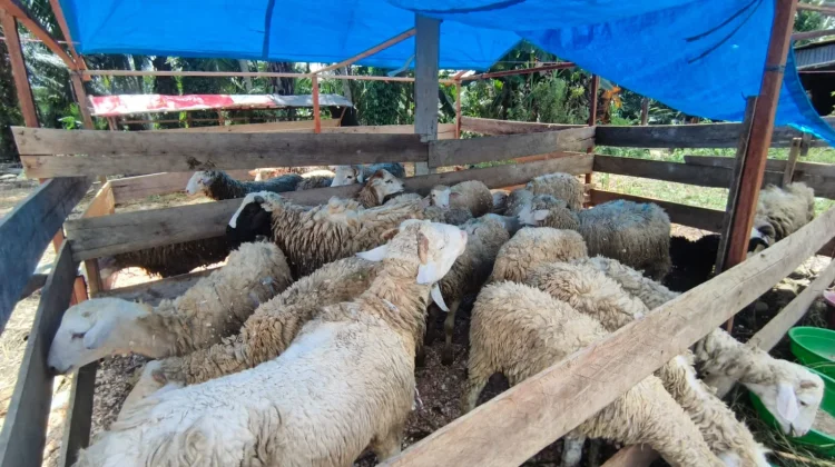 Permintaan Hewan Kurban di Subulussalam Melonjak 60 Persen