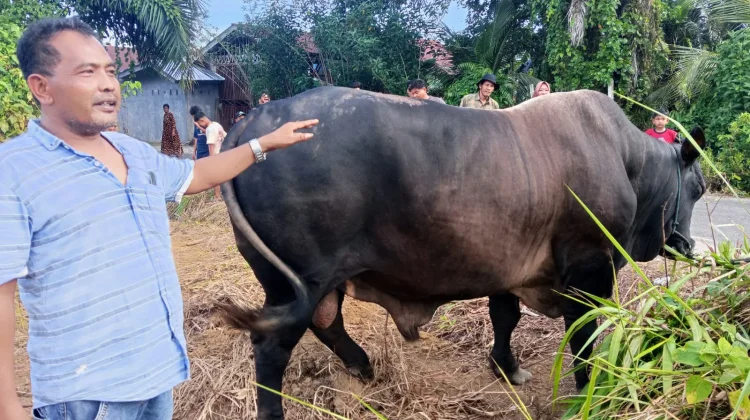 Presiden Prabowo Serahkan Sapi Kurban Seberat 1 Ton untuk Aceh Singkil