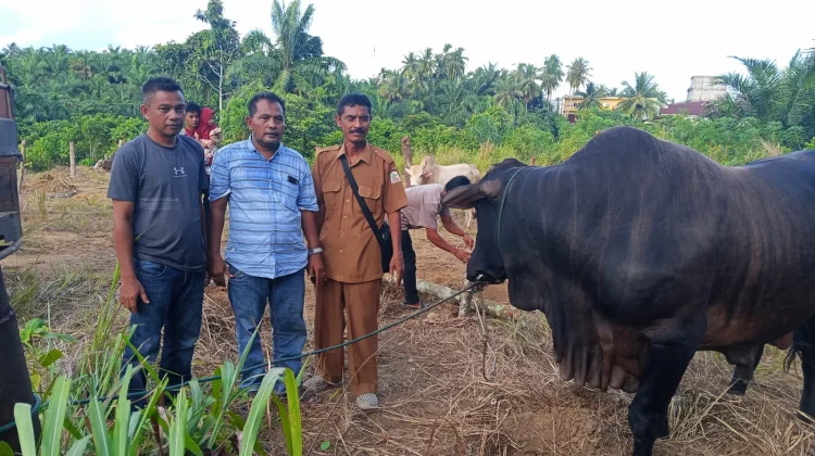 Kabupaten Singkil Terima Bantuan Sapi Kurban dari Presiden