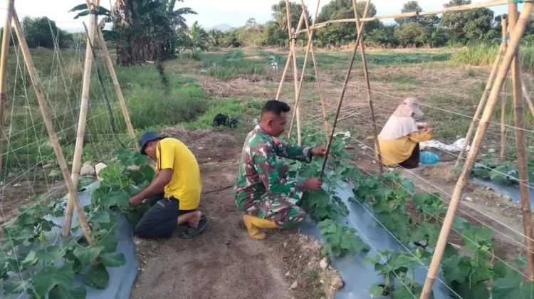 Petani Timun Subulussalam Genjot Perawatan Lanjaran untuk Dongkrak Hasil Panen