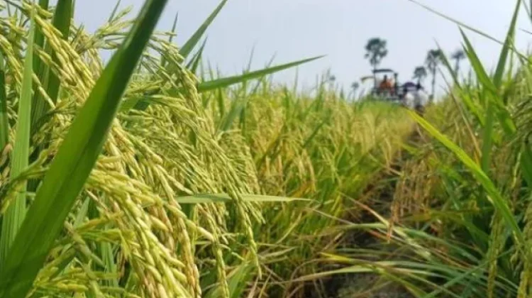 Petani Waspadai Penurunan Produksi saat Puncak Kemarau 2026