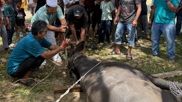 Antusias Warga Singkil Berkurban Tahun ini Meningkat