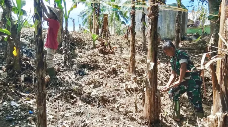 Pacu Produktivitas Pisang, Petani di Subulussalam Bersihkan Lahan Bersama TNI