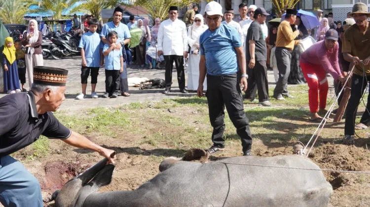 Tinjau Penyembelihan Hewan Qurban, Bupati Aceh Singkil Ajak Perkuat Solidaritas