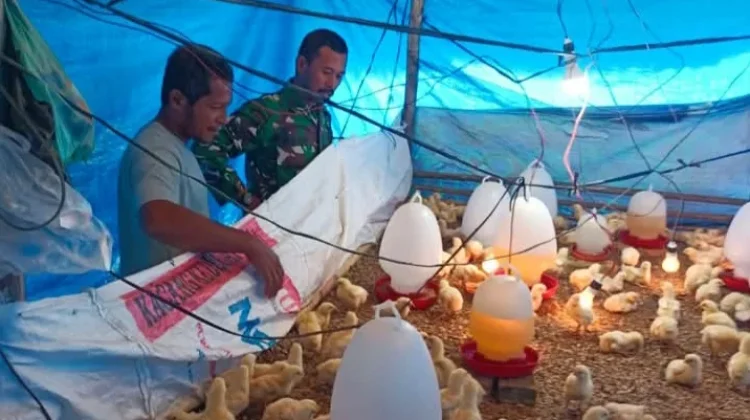 Babinsa di Singkil Dampingi Peternak Ayam Perkuat Ketahanan Pangan