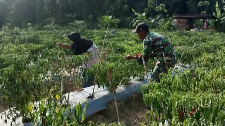 TNI di Aceh Singkil Kampanyekan Bertani untuk Menjaga Ketahanan Pangan