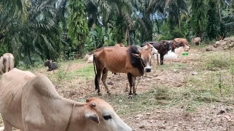 Sapi Terjual 60 Ekor, Peternak di Penanggalan Catat Kenaikan Laba 20 Persen