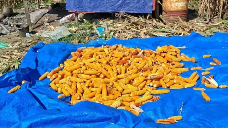 Petani Kuta Tengah Subulussalam Mulai Panen Jagung di Lahan Dua Hektare