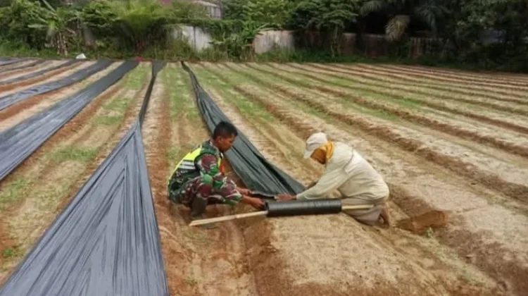Petani dan Babinsa, Perkuat Kolaborasi Siapkan Lahan Ketahanan Pangan di Singkil