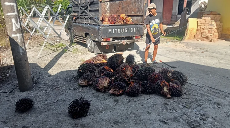 Harga Sawit di Aceh Singkil Merangkak Naik di Awal Juni