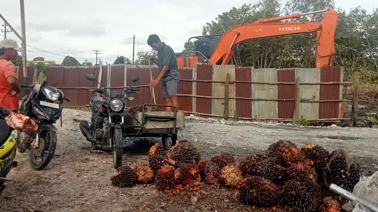 Harga Sawit di Singkil Naik, Petani Diminta Jaga Kualitas Buah