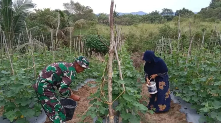 Sasar Pasar Lokal, Petani Subulussalam Barat Genjot Kualitas Panen Timun