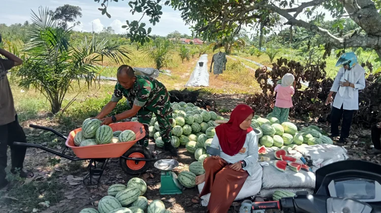 Hasil Panen Petani Semangka di Singkil Merosot