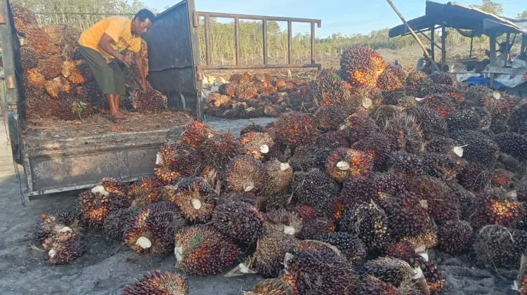 Pekan Kedua Juni, Harga TBS di Aceh Singkil Kembali Naik