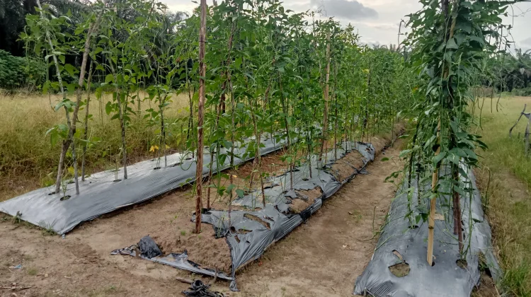 Hujan Turun, Petani Palawija di Aceh Singkil Bernapas Lega