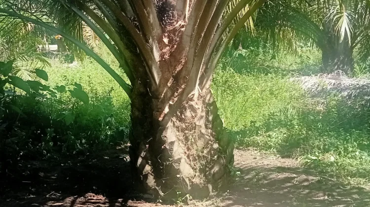 Petani Aceh Singkil Rutin “Buka Piringan” untuk Dongkrak Produksi Kelapa Sawit