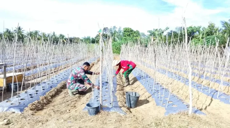 Dongkrak Pendapatan Petani, Pengolahan Lahan Timun di Simpang Kiri Dipacu