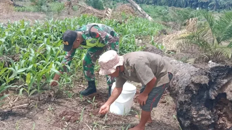 Dongkrak Produktivitas Jagung, Petani Sikalondang Pacu Pemupukan