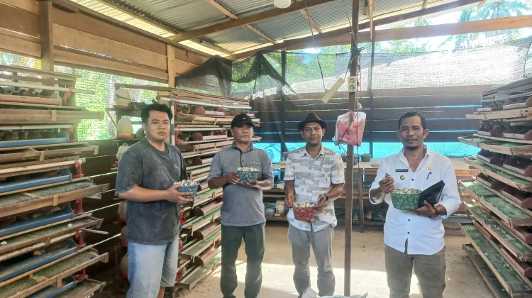 Mengintip Potensi Budidaya Puyuh milik Bumdes di Subulussalam
