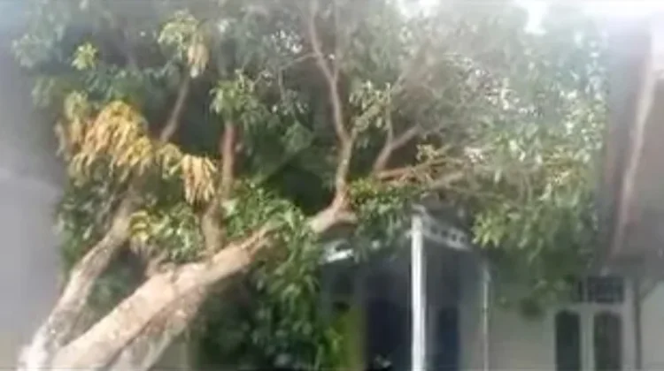 Angin Kencang, Pohon Tumbang Timpa Rumah Warga di Aceh Singkil