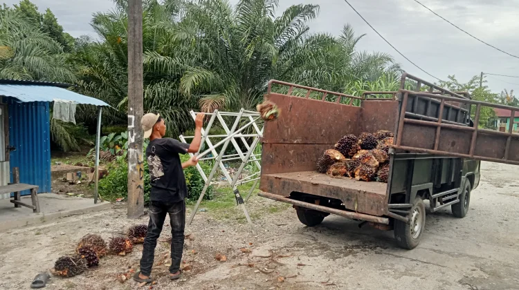 Harga TBS, Sawit di Singkil Stabil