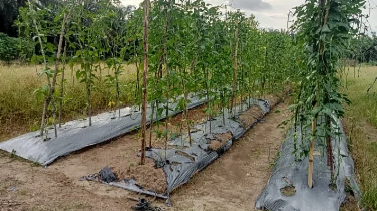 Tanaman Palawija Petani di Singkil Dirusak Monyet Liar