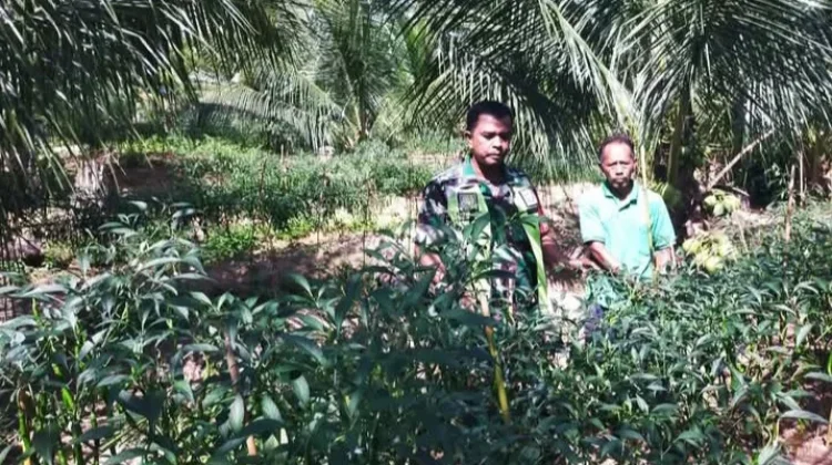 Babinsa Ajak Warga Manfaatkan Pekarangan Rumah untuk Ketahanan Pangan